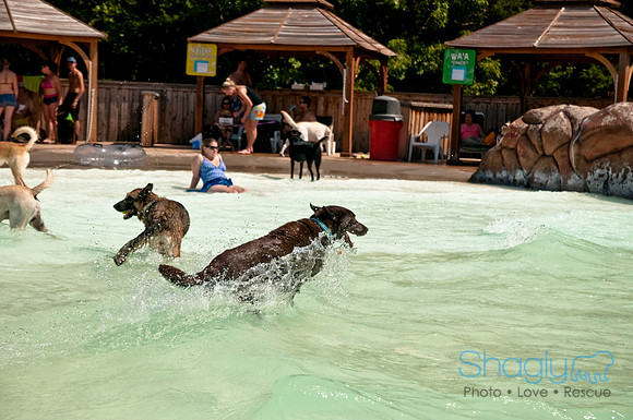 Wags and Waves-362