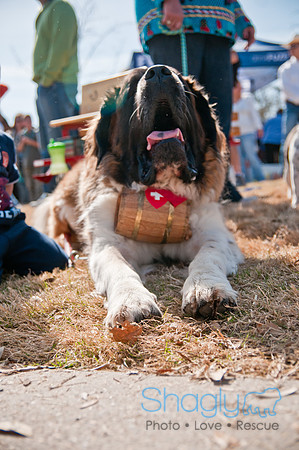 Krewe of Barkus 2011-162