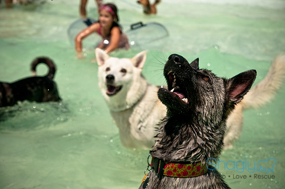 Wags and Waves-354