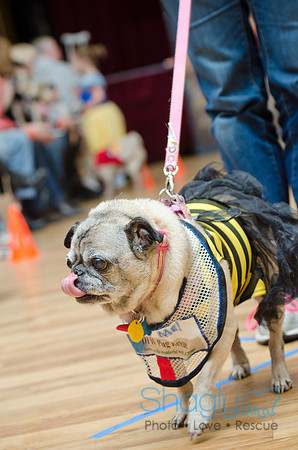 PugOween-168