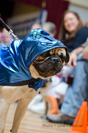 PugOween-21