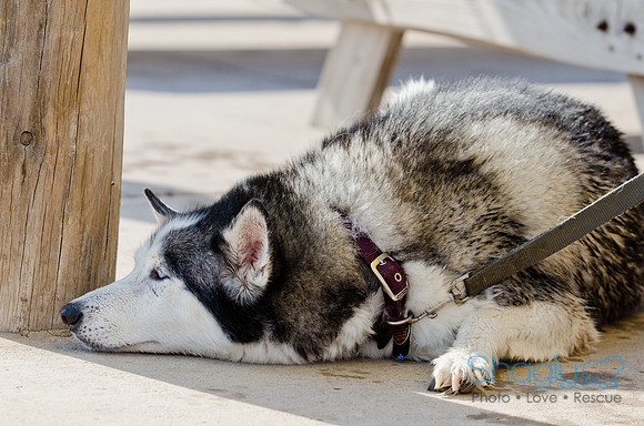 Wags and Waves 2011-493