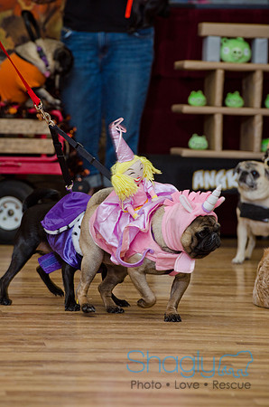 PugOween-236