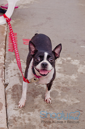 Wags and Waves 2011-274