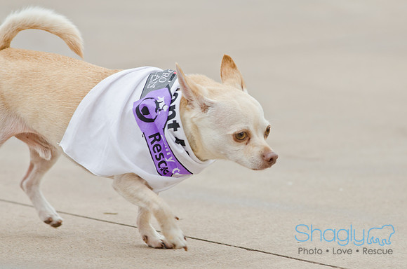 Wags and Waves 2011-81