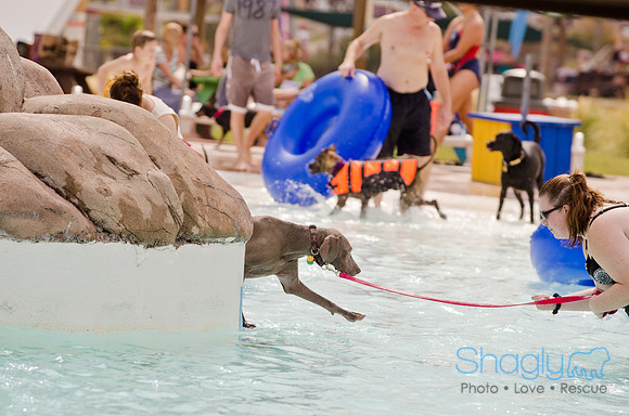 Wags and Waves 2011-105