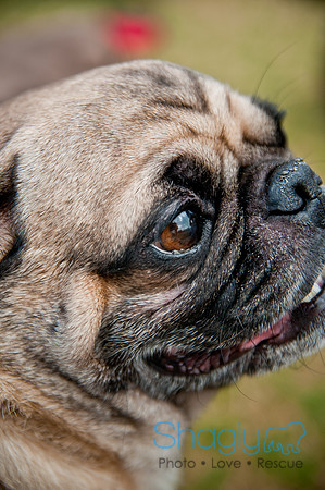 Pug Love Fun Run-242