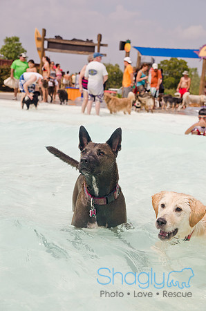 Wags and Waves 2011-254