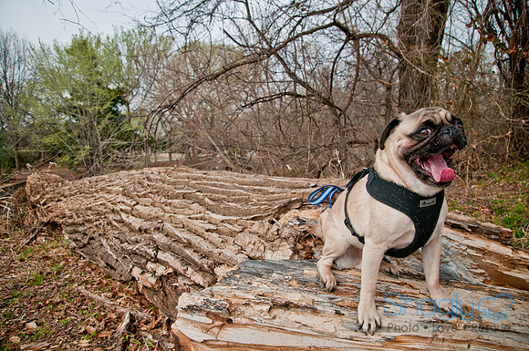 Pug Love Fun Run-37