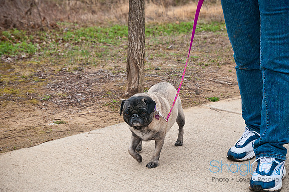 Pug Love Fun Run-21