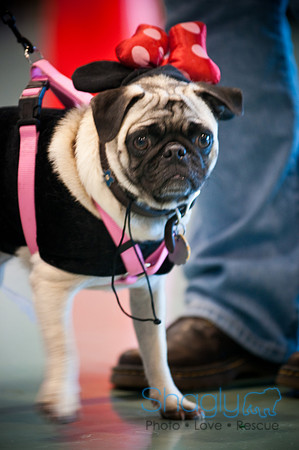 PugOWeen-3127