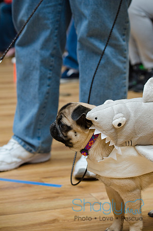 PugOween-219