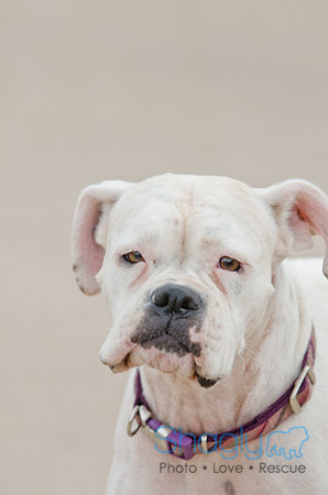 Wags and Waves 2011-78
