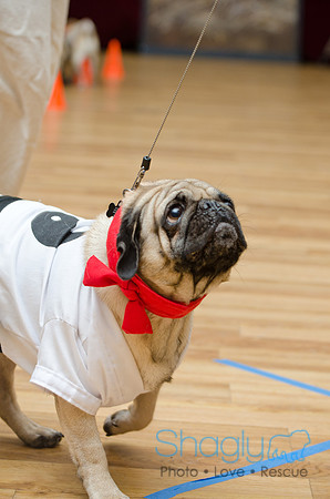 PugOween-148