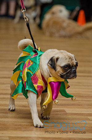 PugOween-232