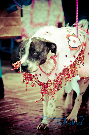 Krewe of Barkus-64
