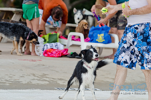 Wags and Waves 2011-483