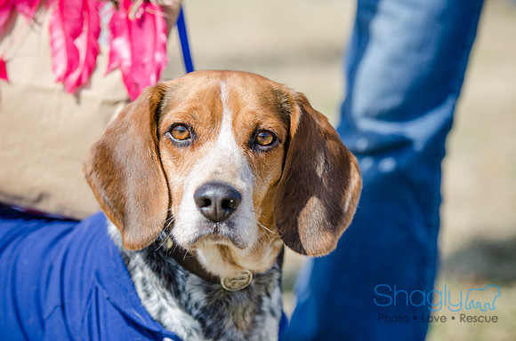Krewe of Barkus 2012-112