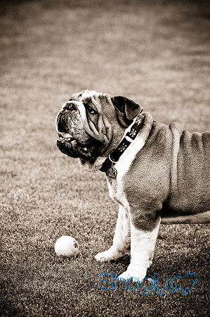 Dog Bowl 2010-2