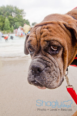 Wags and Waves 2011-273