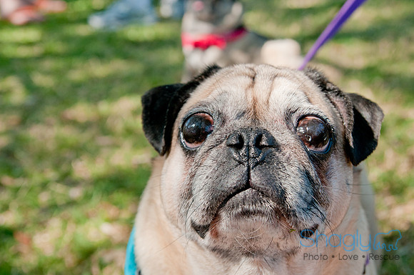 pugapalooza2011-42