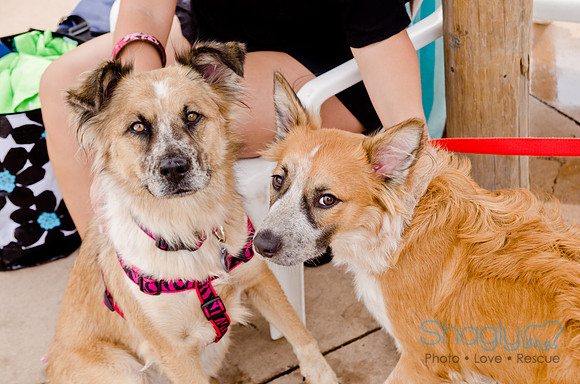 Wags and Waves 2011-327