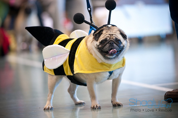 PugOWeen-3142