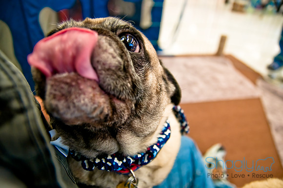 DFW Pug Rescue-20