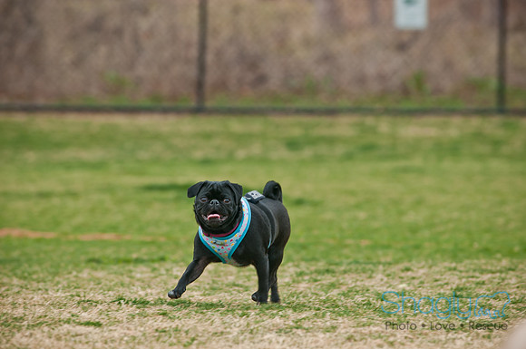 Pug Love Fun Run-86