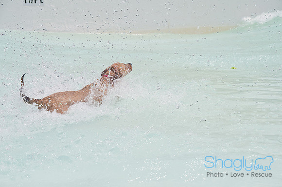 Wags and Waves 2011-259