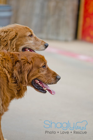 Wags and Waves 2011-27