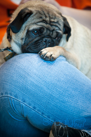 PugOWeen-3397