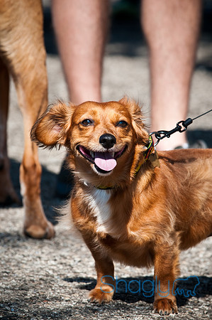 Richardson Pet Day-0160