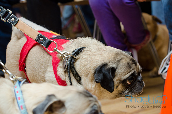 PugOween-212