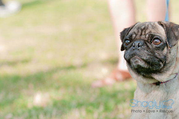 pugapalooza2011-19
