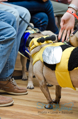 PugOween-141