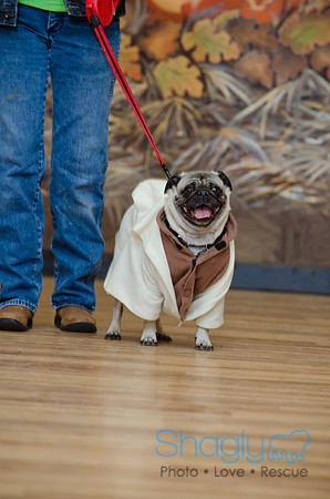 PugOween-126