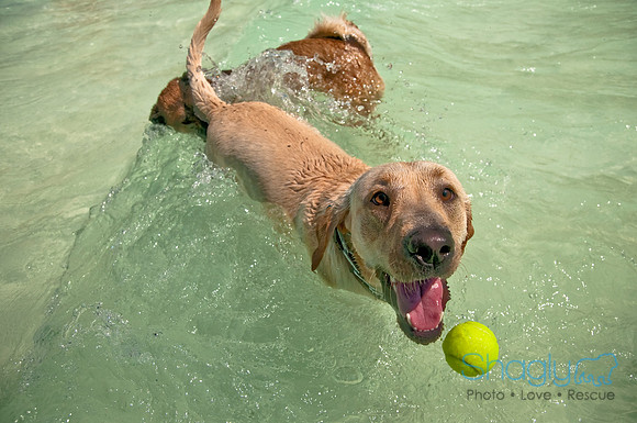 Wags and Waves-367