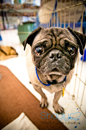 DFW Pug Rescue-34