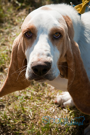 Richardson Pet Day-0422