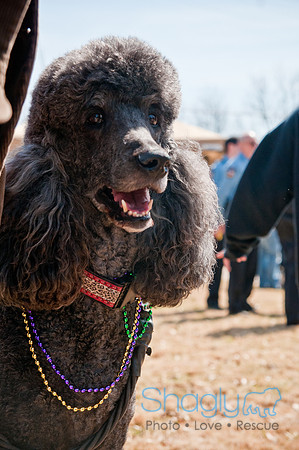 Krewe of Barkus 2011-14