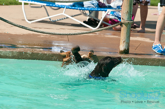 Wags and Waves-124