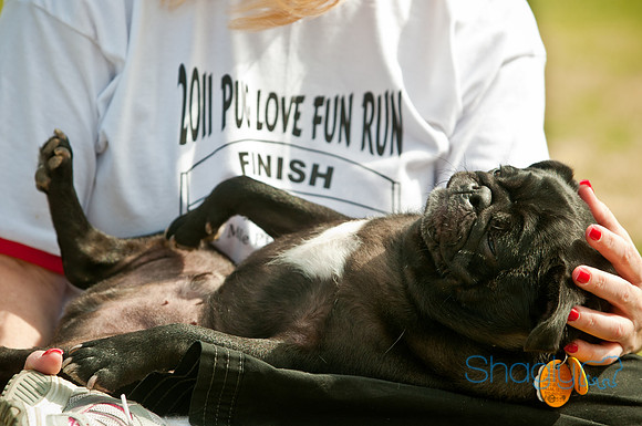 Pug Love Fun Run-184
