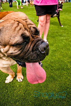 Dog Bowl 2010-110