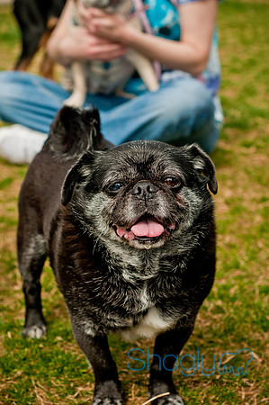 Pug Love Fun Run-226