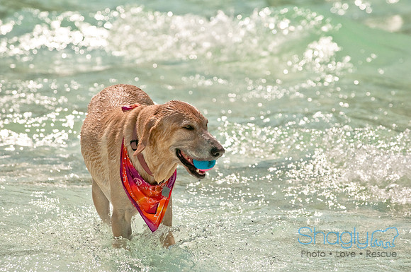 Wags and Waves-196