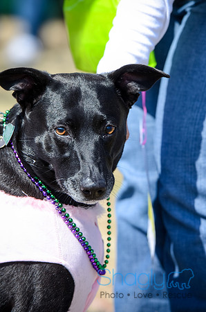 Krewe of Barkus 2012-66