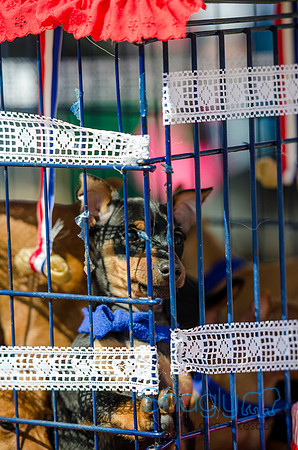 Krewe of Barkus 2012-51