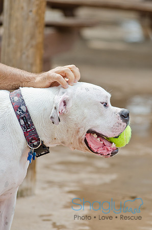 Wags and Waves 2011-129