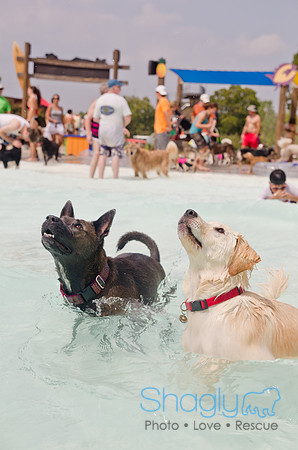 Wags and Waves 2011-255